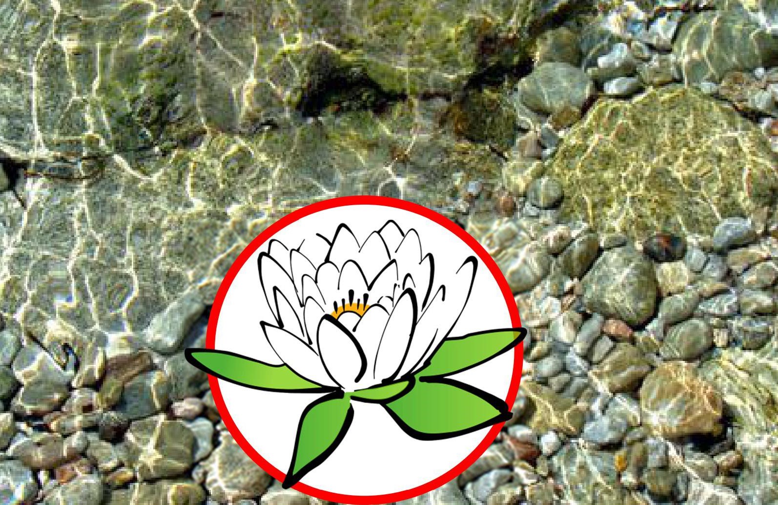 Entretien Piscine Biologique Naturelle